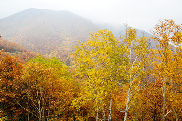 北海道・帯広の北　大雪山国立公園の紅葉（黄葉）