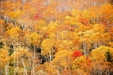 北海道・帯広の北　大雪山国立公園の紅葉（黄葉）