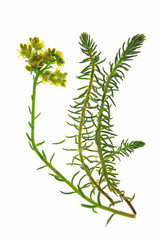 Felsen-Fetthenne oder Tripmadam (Sedum rupestre) blühende Pflanze isoliert vor weißem Hintergrund