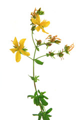 Echtes Johanniskraut (Hypericum perforatum) blühende Pflanze freigestellt vor weißem Hintergrund