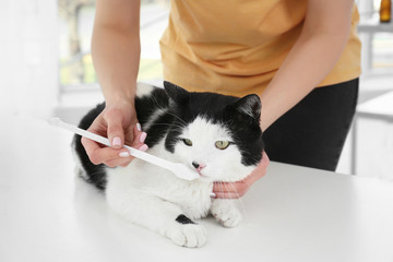 Woman brushing cat's teeth with toothbrush in animal clinic