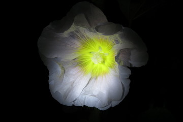 Stockrosenblüte im Lichtschein 