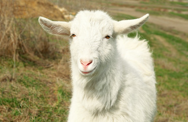 Obraz premium White goat, closeup