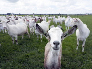 Obraz premium white goats in green grassy dutch meadow