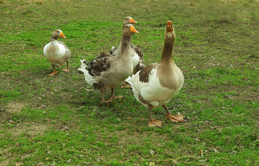 Geese on green meadow