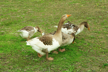 Geese on green meadow