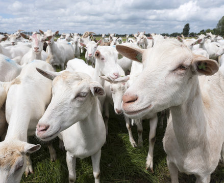 white goats in green grassy dutch meadow