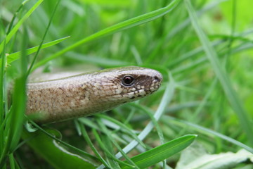 Blindschleiche auf der Jagdt