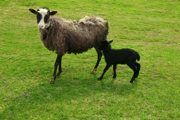 Obraz premium Cute funny lamb and mother on green meadow