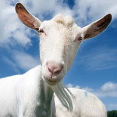 Obraz premium white goat head against blue sky