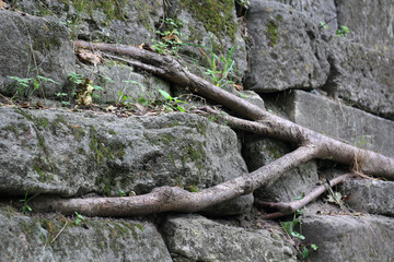 Fototapeta na wymiar Roots of the Tree in Stone.