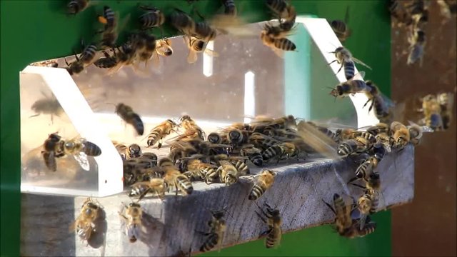 honey bees on hive
 
