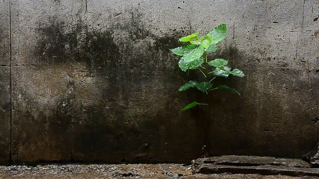 Bodhi Tree,have water drop and wind,have Cement wall for Background