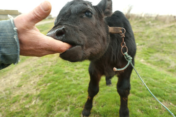 Owner with calf on green meadow
