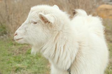 White goat, closeup