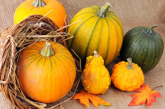 basket of autumn decoration mini pumpkins