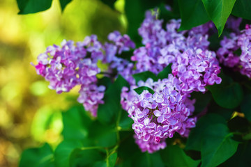 Photo of blooming lilac flowers and green leaves in the garden. Shallow depth of field. Selective focus.