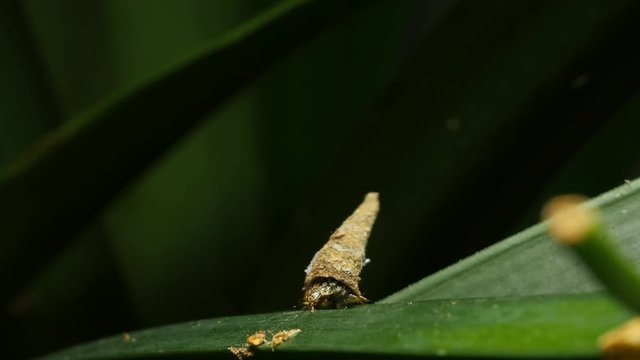 Cone Case Moth Psychidae Caterpillar Insect Macro