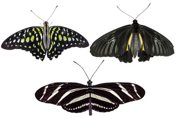 Fototapeta premium Real butterflies separate on white background - set 05