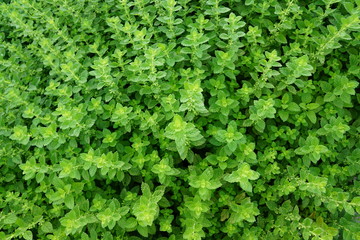melissa officinalis kraut im garten