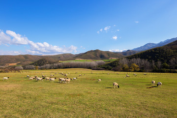 Fototapeta na wymiar sheep farming