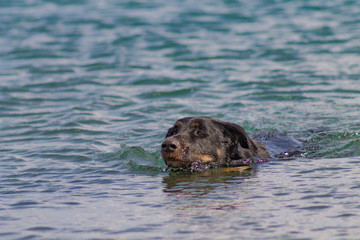 Fototapeta premium Swimming Dog