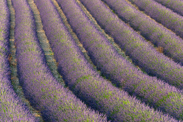 Plakat Lavendel Felder bei Entrevennes, Provence Frankreich