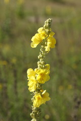 Gelbe  Nachtkerze Blume auf einer Blumenwiese