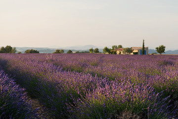 Fototapeta na wymiar Lavendel Felder bei Entrevennes, Provence Frankreich