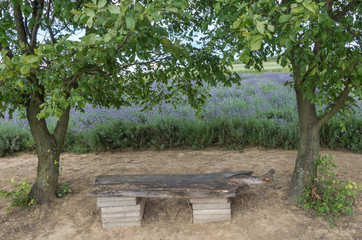 Lawenda 002 © Rafal Lechowicz