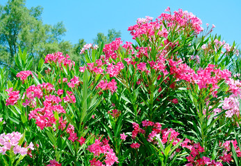 Pink nerium oleander, evergreen small tree in Cyprus.