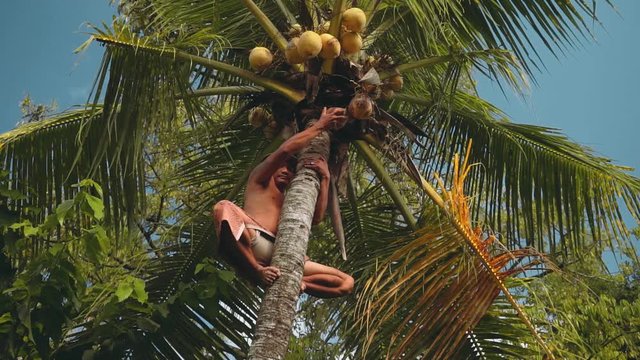 Balinese man sitting on top of palm tree, takes coconut and drops it down