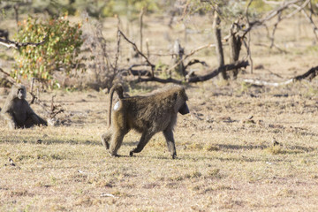 Olive Baboon