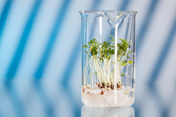 Plant shoots in the pharmaceutical research laboratory