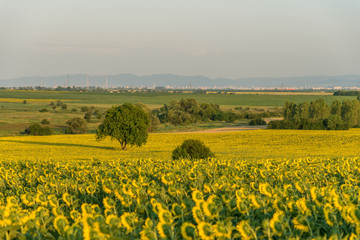 Obraz premium Alone tree in the sunflower field