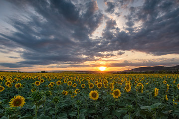Sunflower field at sunset