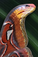 Attacus atlas - wing detail - snake's head moth