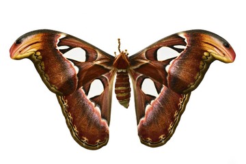 Attacus atlas - female, white background