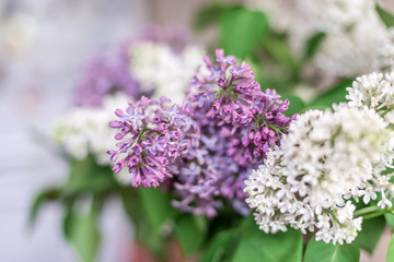 Purple and white lilac flowers. Close-up