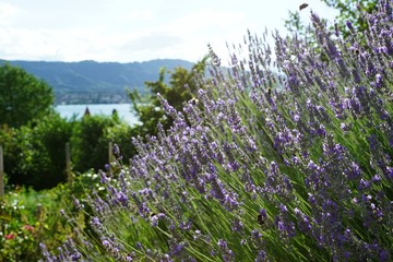 Fototapeta premium Lavendel in Zollikon kanton Zürich