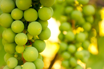 Grapes In Vineyard 