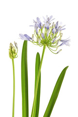 Agapanthus flower "Lily of the Nile" are blooming which attached bud and leaves, isolated on white background
