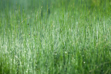 Grass on a meadow