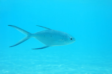 Small spotted dart fish