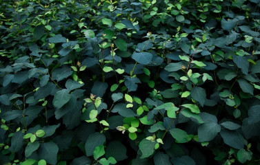 green and blue leaves texture background