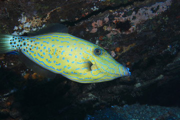 Scribblet leatherjacket filefish