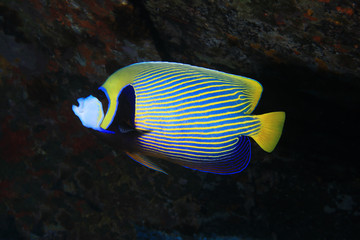 Fototapeta na wymiar Emperor angelfish