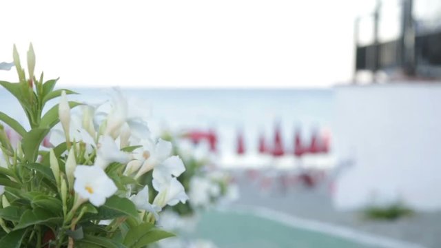 Ragazza sta toccando dei fiori bianchi a mare