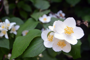 Obraz na płótnie Canvas Tander jasmine flower with 5 petals. Jasmine branch. Shallow depth of focus