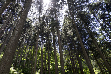 すがすがしい新緑の森